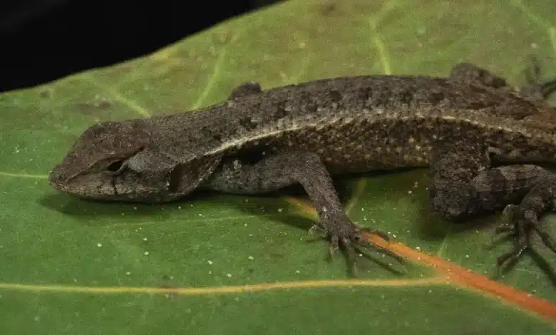cambio climático pone en riesgo a las lagartijas de yucatán, alerta investigación de la unam