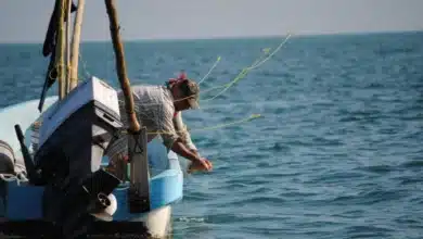 canainpesca alerta por pesca ilegal de pulpo en plena veda en yucatán