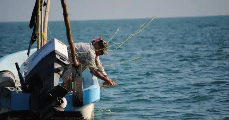 canainpesca alerta por pesca ilegal de pulpo en plena veda en yucatán