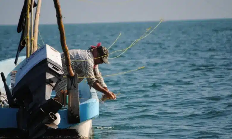 canainpesca alerta por pesca ilegal de pulpo en plena veda en yucatán