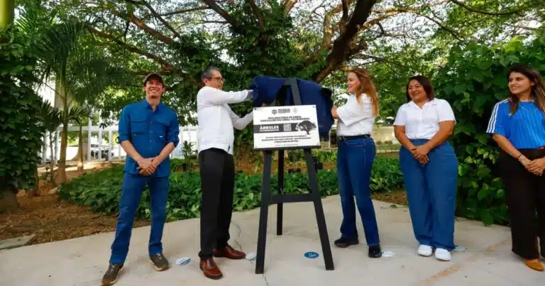 cecilia patrón protege árboles históricos y suma ya 174 patrimonios verdes en mérida