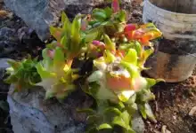 comienza la temporada de pitahaya en yucatán esperan miles de toneladas hasta octubre