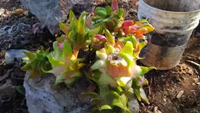 comienza la temporada de pitahaya en yucatán esperan miles de toneladas hasta octubre