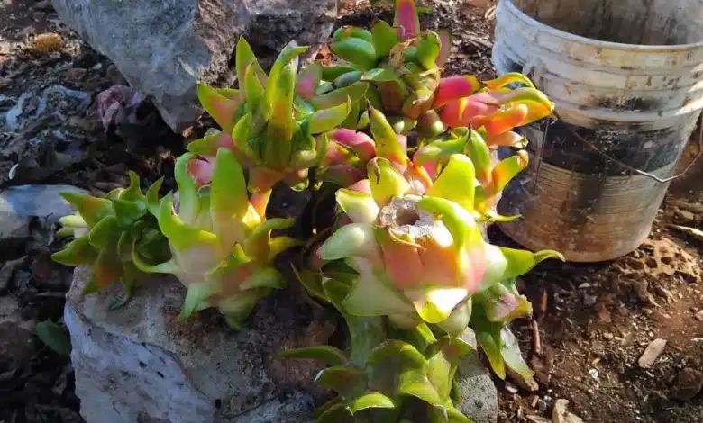 comienza la temporada de pitahaya en yucatán esperan miles de toneladas hasta octubre
