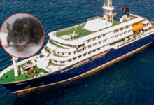 Crucero con brote de hantavirus se dirige a Islas Canarias bajo vigilancia sanitaria