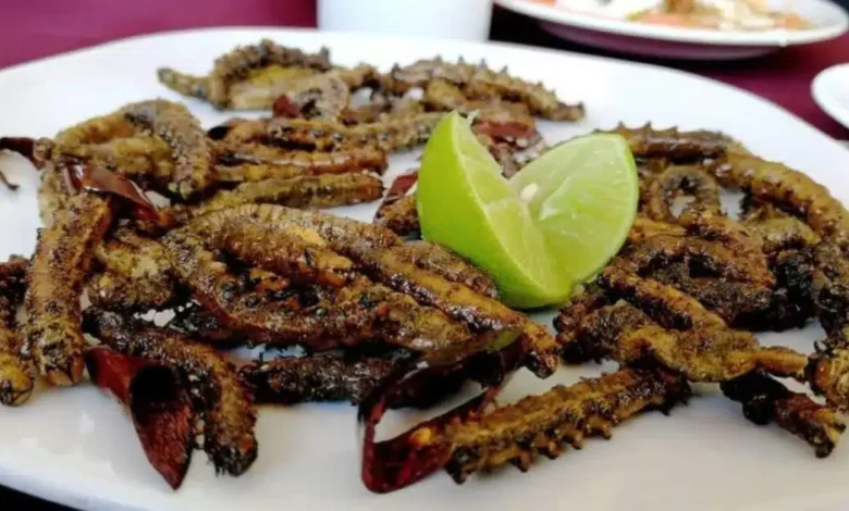 cuchamá el gusano comestible de puebla que preserva la tradición del semidesierto mexicano