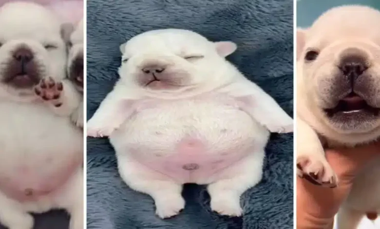 de un video random al éxito global la historia secreta de pibble