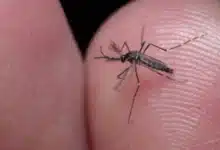 dengue en yucatán se mantiene bajo control