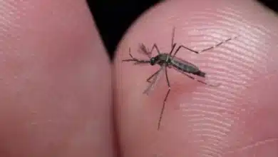 dengue en yucatán se mantiene bajo control
