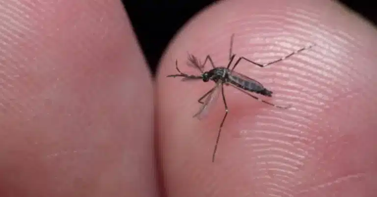 dengue en yucatán se mantiene bajo control
