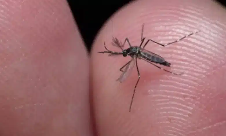 dengue en yucatán se mantiene bajo control