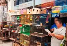 Profepa asegura 34 ejemplares de fauna silvestre en el Mercado Lucas de Gálvez en Mérida (Foto de cortesía)