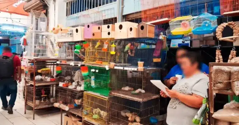 Profepa asegura 34 ejemplares de fauna silvestre en el Mercado Lucas de Gálvez en Mérida (Foto de cortesía)