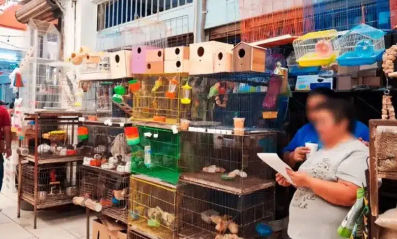 Profepa asegura 34 ejemplares de fauna silvestre en el Mercado Lucas de Gálvez en Mérida (Foto de cortesía)