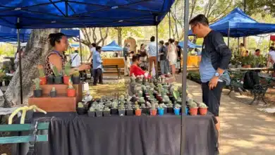 estos son los bazares del corredor botánico en mayo en mérida