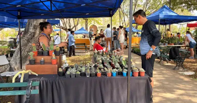 estos son los bazares del corredor botánico en mayo en mérida