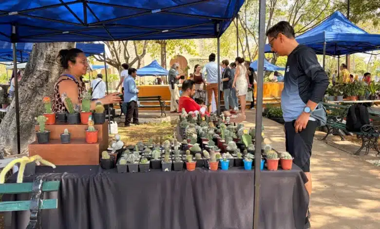estos son los bazares del corredor botánico en mayo en mérida
