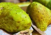 guanábana reina de la temporada de calor en yucatán