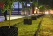 Mérida reforzará reforestación en Circuito Colonias con más de 250 árboles