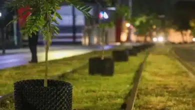 Mérida reforzará reforestación en Circuito Colonias con más de 250 árboles