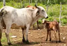 nacen primeros becerros por inseminación artificial en yucatán