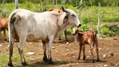 nacen primeros becerros por inseminación artificial en yucatán