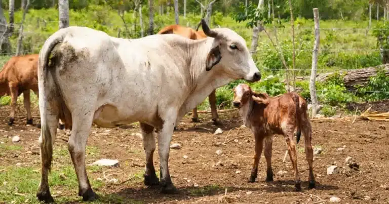 nacen primeros becerros por inseminación artificial en yucatán
