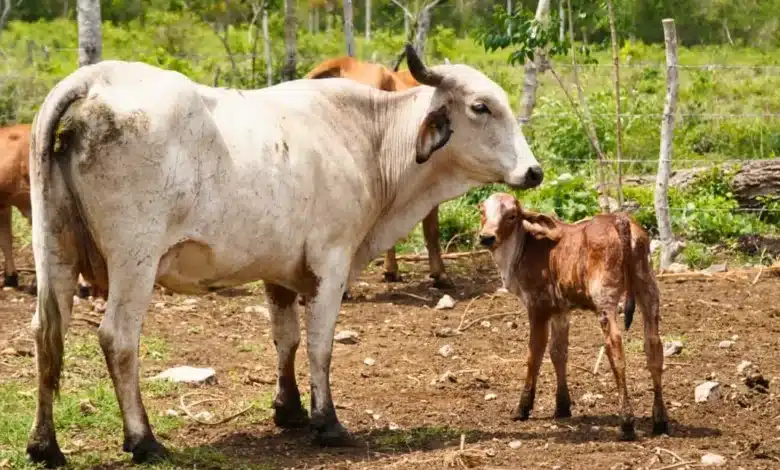 nacen primeros becerros por inseminación artificial en yucatán