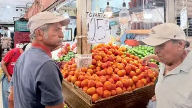 precio del tomate no subirá a 80 pesos el kilo en yucatán