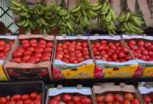 precio del tomate se desploma en yucatán y productores prevén meses de bajos costos