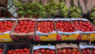 precio del tomate se desploma en yucatán y productores prevén meses de bajos costos