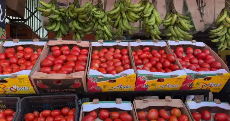 precio del tomate se desploma en yucatán y productores prevén meses de bajos costos