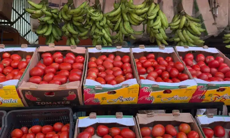 precio del tomate se desploma en yucatán y productores prevén meses de bajos costos