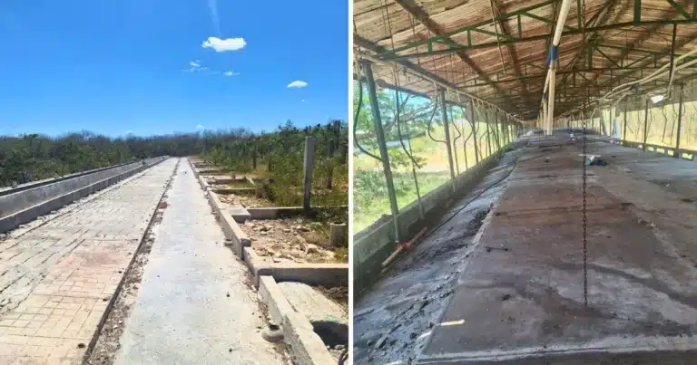 profepa confirma retiro total de 41 mil cerdos de granja en santa maría chi tras clausura definitiva