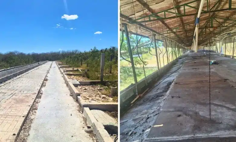 profepa confirma retiro total de 41 mil cerdos de granja en santa maría chi tras clausura definitiva