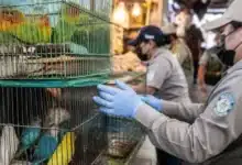refuerzan vigilancia en el mercado lucas de gálvez tras decomiso de fauna silvestre en mérida