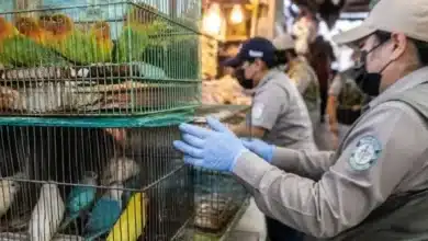 refuerzan vigilancia en el mercado lucas de gálvez tras decomiso de fauna silvestre en mérida