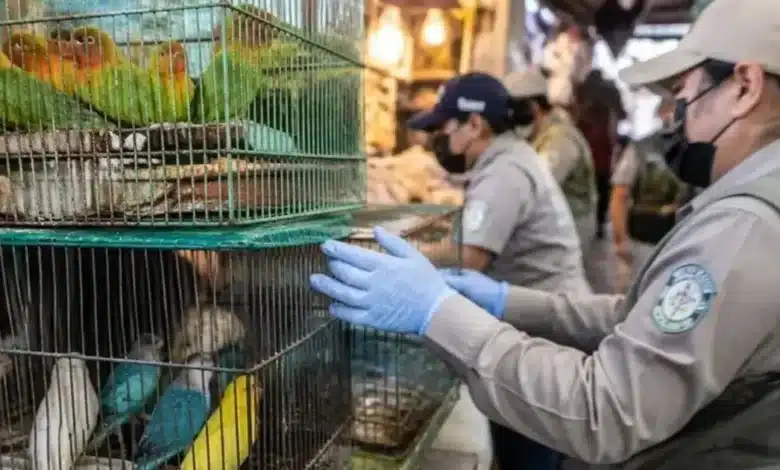 refuerzan vigilancia en el mercado lucas de gálvez tras decomiso de fauna silvestre en mérida