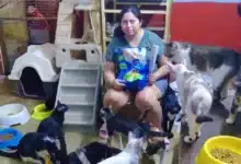 refugio “hogar colitas mid” realiza venta con causa para apoyar a animales rescatados