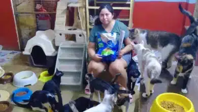 refugio “hogar colitas mid” realiza venta con causa para apoyar a animales rescatados