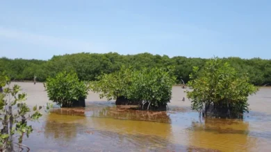 rescate de manglares en sisal suma más de 40 hectáreas recuperadas tras 12 años de trabajoi