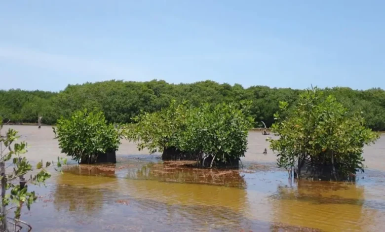rescate de manglares en sisal suma más de 40 hectáreas recuperadas tras 12 años de trabajoi