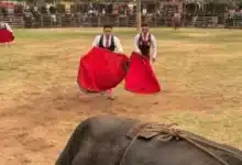 suspenden actos de maltrato animal en corridas de la fiesta tradicional de tixkokob