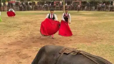 suspenden actos de maltrato animal en corridas de la fiesta tradicional de tixkokob
