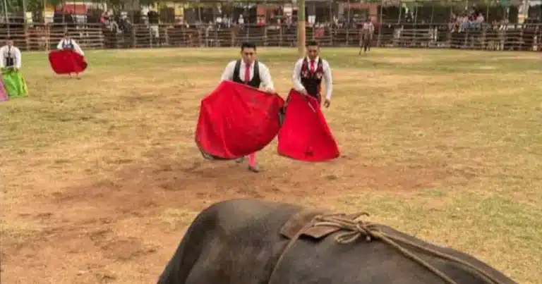 suspenden actos de maltrato animal en corridas de la fiesta tradicional de tixkokob