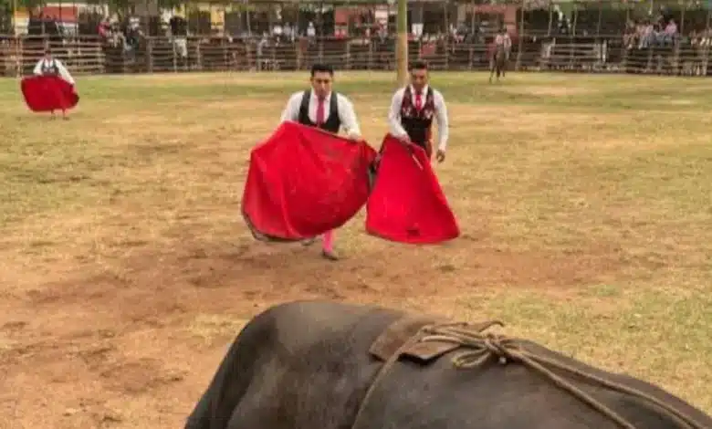 suspenden actos de maltrato animal en corridas de la fiesta tradicional de tixkokob