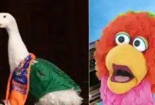 abelardo de plaza sesamo quiere conocer al pato merlín