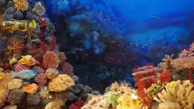 arrecife alacranes el gigante marino de yucatán