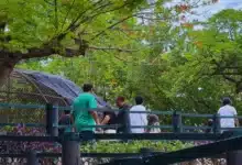 atienden caso de ataque canino y león en el zoológico centenario