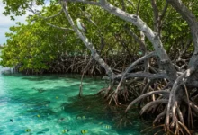 avanza recuperación de manglares en yucatán; restauran cerca de 70 hectáreas en zonas costeras